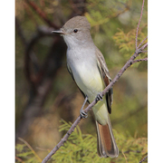 Note: rufous primaries and heavy bill. Note: rufous primaries and heavy bill.