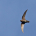 Juvenile. Note: light barring on belly. Juvenile. Note: light barring on belly.