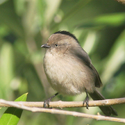 Female. Note: yellow eye. Female. Note: yellow eye.