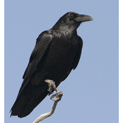 Adult. Note: long and heavy bill. Adult. Note: long and heavy bill.