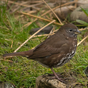 Sooty race. Note: uniform brown above, brown triangular spots on breast, and yellowish bill. Sooty race. Note: uniform brown above, brown triangular spots on breast, and yellowish bill.