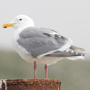 Adult breeding. Note: gray primary tips same color as mantle. Adult breeding. Note: gray primary tips same color as mantle.