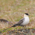Adult breeding (lack barred undertail coverts). Adult breeding (lack barred undertail coverts).
