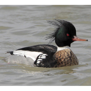 Male. Note: vermiculated patterned sides. Male. Note: vermiculated patterned sides.