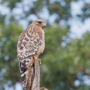 Adult Adult