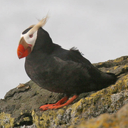 Breeding adult Breeding adult