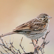 Note: large bill and reddish spot at leading edge of wing. Note: large bill and reddish spot at leading edge of wing.