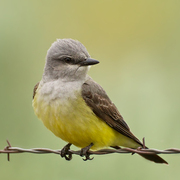 Note: whitish throat and breast. Note: whitish throat and breast.