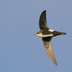 Adult. Note: white throat and belly Adult. Note: white throat and belly
