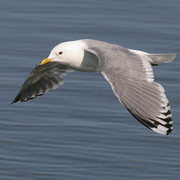 Adult breeding. Note: small, unmarked yellow bill and large white mirror on wing. Adult breeding. Note: small, unmarked yellow bill and large white mirror on wing.
